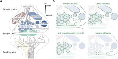 Interrogating Synaptic Architecture: Approaches for Labeling Organelles and Cytoskeleton Components